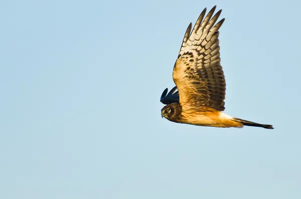 Blauwe kiekendief vliegen in een blauwe hemel — Stockfoto