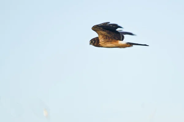 Rohrweihe fliegt in blauem Himmel — Stockfoto