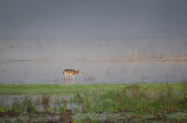 Cerfs dans le brouillard — Photo