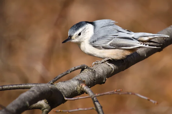 White Breasted Nuthatch Perched on a Branch — Stock Photo, Image