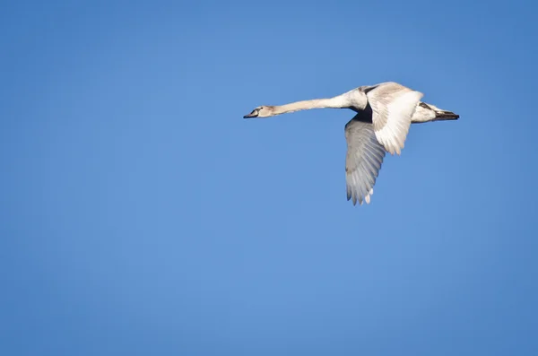 Cisne mudo imaturo voando no céu azul — Fotografia de Stock