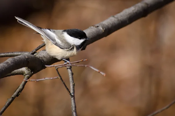 Svart-capped chickadee uppflugna på en gren — Stockfoto