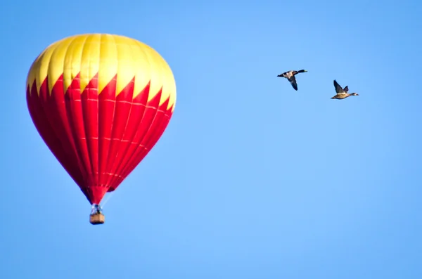 Польоти на повітряних кулях з качок — стокове фото