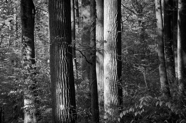 Árboles de cicuta en el bosque —  Fotos de Stock