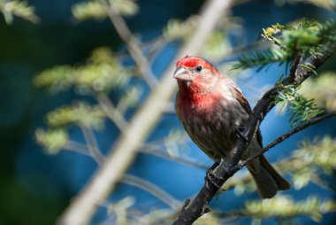 Finch Hanesi Ağaca Tüymüş