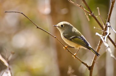 ağaca tünemiş yakut taç çalı kuşu