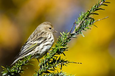Pine Siskin Perched in Autumn clipart