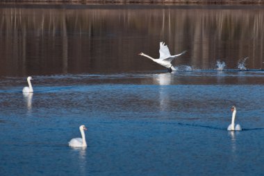 arkadaşlar arasında açılış Kuğu