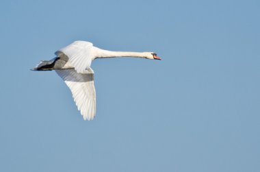uçuşta beyaz kuğu