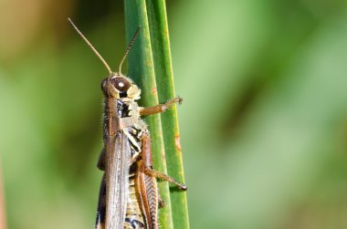 çimen bir bıçak için sıkı bir çekirge