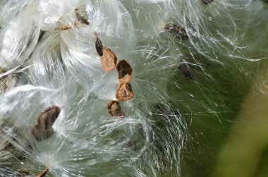 güneş ışığı altında süt kardeş tohumları