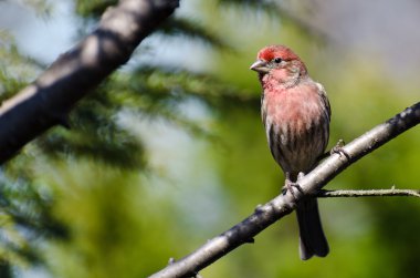 Finch Erkek Evi Bir şubeye tünemiş