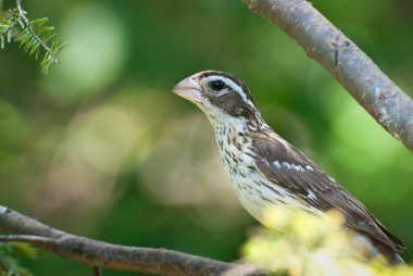 Bayan rose - breasted ağaca tünemiş kocabaş
