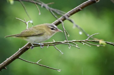 VIREO yağmur altında kırmızı gözlü