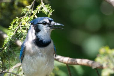 mavi alakarga ağaca tünemiş