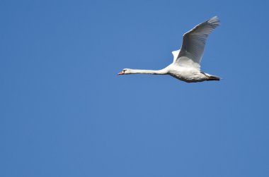 mavi gökyüzünde uçan yalnız sessiz Kuğu