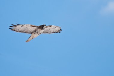 Kırmızı - kuyruklu şahin uçuş boyunca mavi gökyüzü