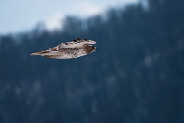Kırmızı - kuyruklu şahin av kanat