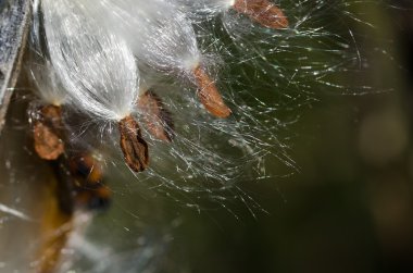 gün ışığında parlayan İpekotu lifler