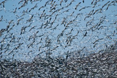 kar kazları uçuş büyük sürüsü