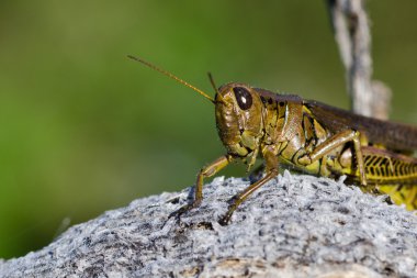 süt çocuğu pod üzerinde dinlenme çekirge