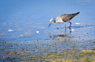 büyük Sarıbacak snadpiper