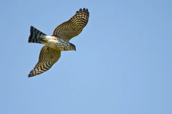shinned Şahin mavi gökyüzünde uçan keskin