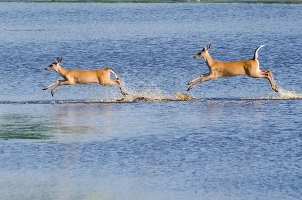 两个吓了一跳鹿奔跑和跳跃在水中 — 图库照片
