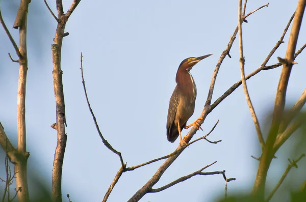 Green Heron Perched in Tree — Stock Photo, Image