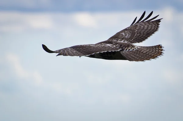 Red-Tailed Hawk Soaring in Cloudy Sky — Stock Photo, Image