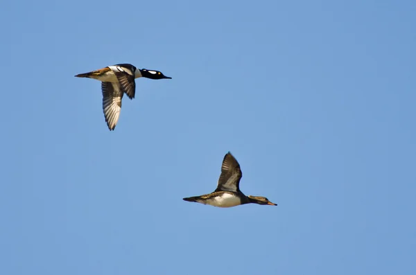 双的连帽秋沙鸭在蓝色的天空中飞翔 — 图库照片