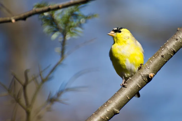 Manliga goldfinch uppflugen i ett träd — Stockfoto