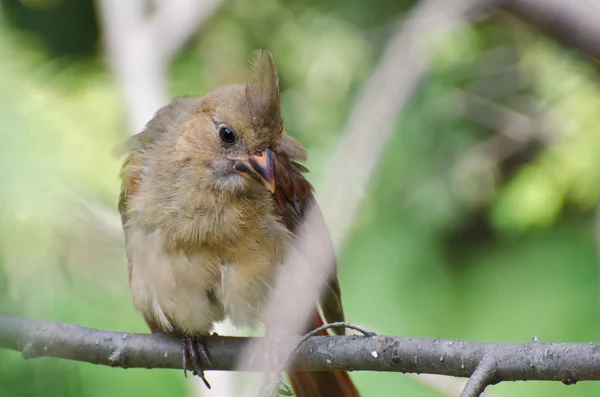 Close Up of an Immature Northern Cardinal Perched in a Tree — Stock Photo, Image