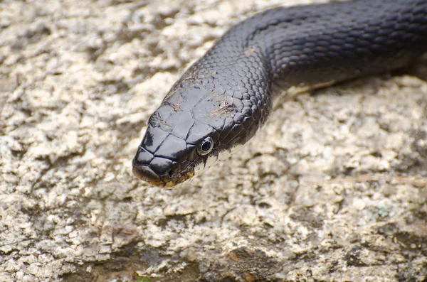 siyah rat snake yakın çekim