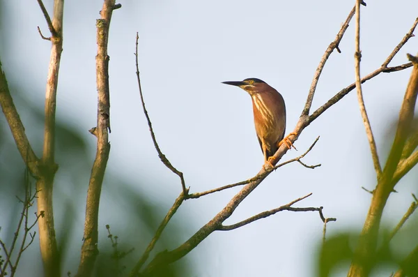 Green Heron Perched in Tree — Stock Photo, Image