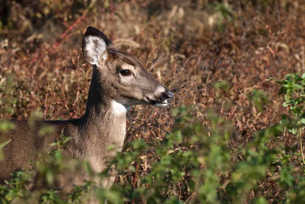 Bliska profil jelenia w polu — Zdjęcie stockowe