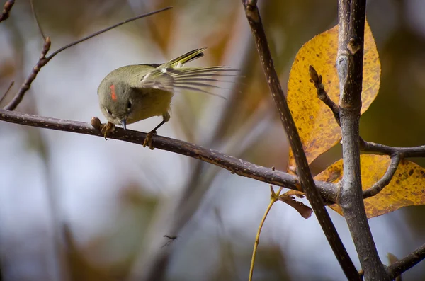 Kinglet de coroa rubi focado em insetos — Fotografia de Stock