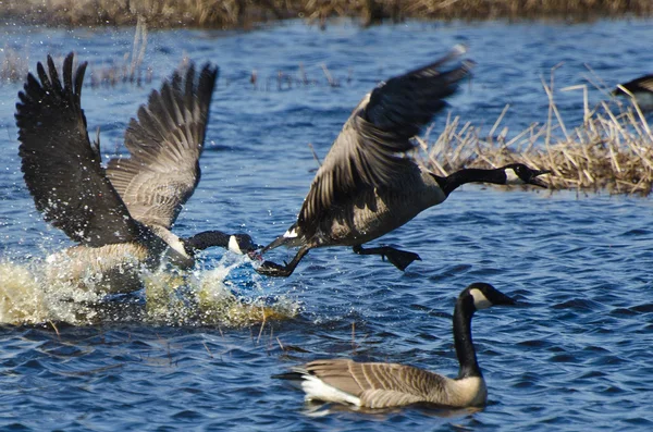 Борьба с канадскими гусями — стоковое фото