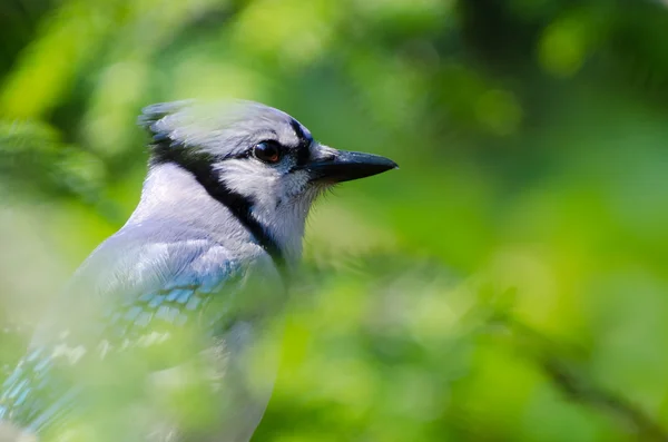 Blue jay profiel omgeven door het groen van de zomer — Stockfoto