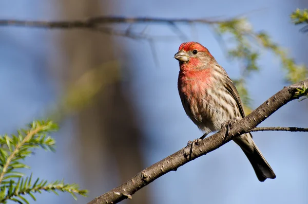 Masculino casa Finch empoleirado em um ramo — Fotografia de Stock