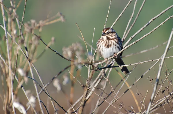 Song Sparrow Perched in a Tree — Stock Photo, Image