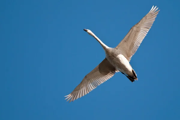 Nuoto bianco Volare nel cielo blu — Foto Stock