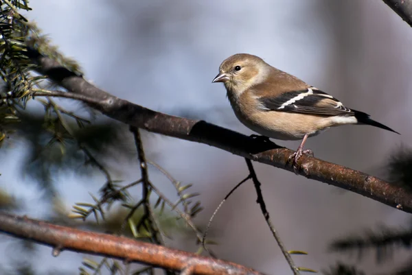 アメリカのゴルフフィンチが木に倒れた — ストック写真