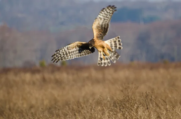 Northern Harrier with Wings Spread — Stock Photo, Image