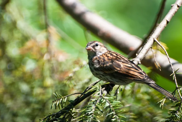Sparrow empoleirado em uma árvore — Fotografia de Stock