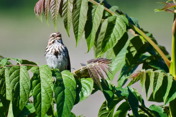 Cântând cântec Sparrow — Fotografie, imagine de stoc