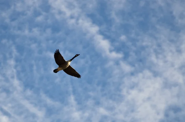 Einsame Kanada-Gans fliegt in einem schönen Himmel — Stockfoto