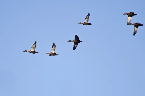 Mavi gökyüzünde uçan ördek sürüsü — Stok fotoğraf