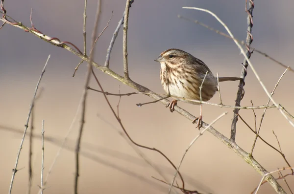 Song sparrow yapraksız bush üzerinde tünemiş — Stok fotoğraf