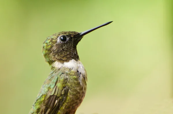 Manlig ruby - Vitstrupig hummingbird profil — Stockfoto
